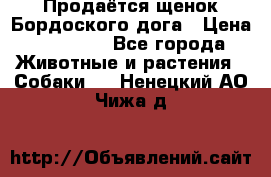 Продаётся щенок Бордоского дога › Цена ­ 37 000 - Все города Животные и растения » Собаки   . Ненецкий АО,Чижа д.